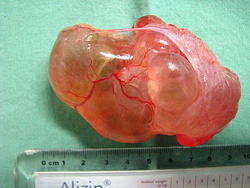 Polycystická ovaria u morčat
